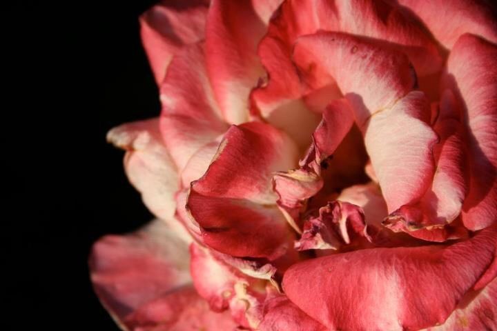 Close-up of pink rose over black background