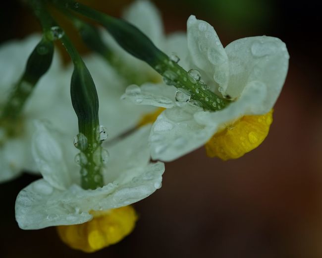 Close-up of water drops on flowers against blurred background