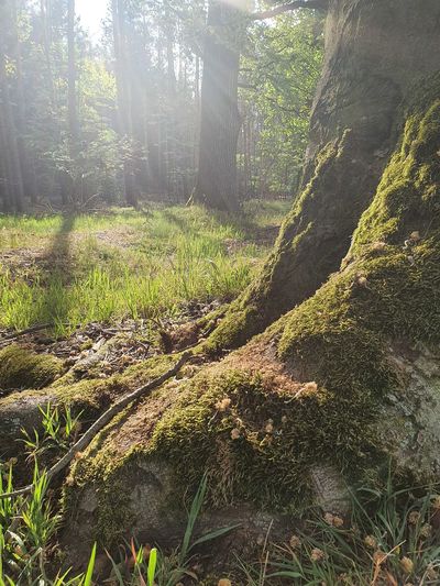 Scenic view of forest