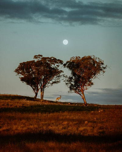 Tree on field against sky