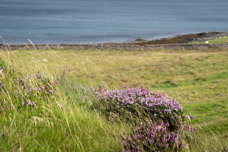 Purple flowers on field by sea