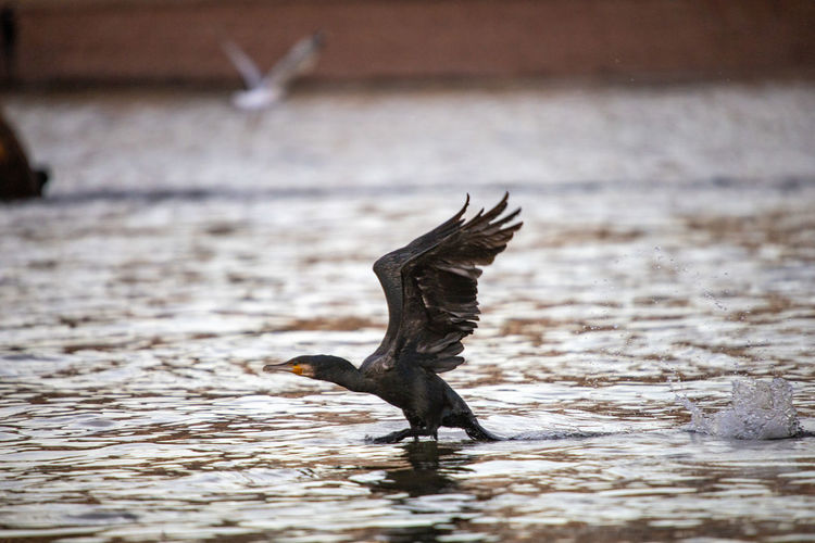 Bird flying over water