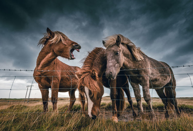 Low angle view of horses in pen against cloudy sky