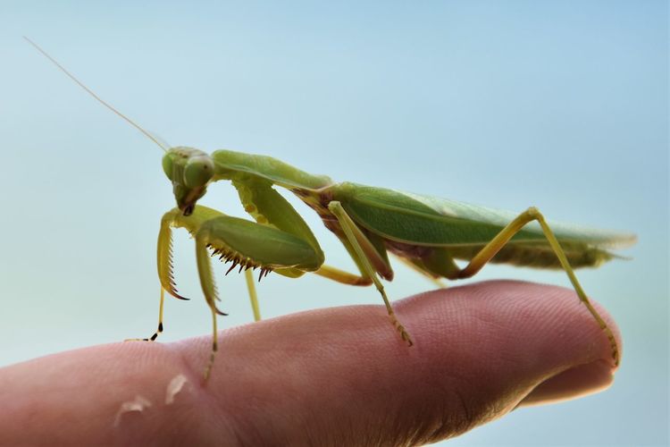 Close-up of insect on hand holding leaf