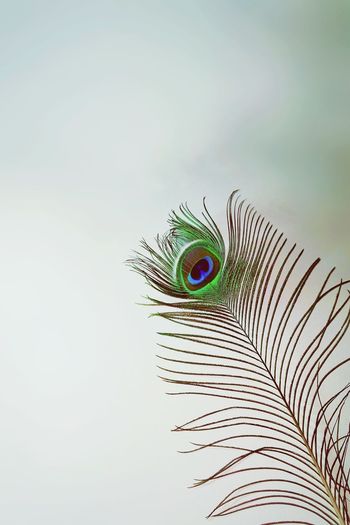 Close-up of peacock feather against wall