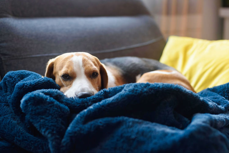 Beagle dog tired sleeps on a couch in funny position. dog in house concept.