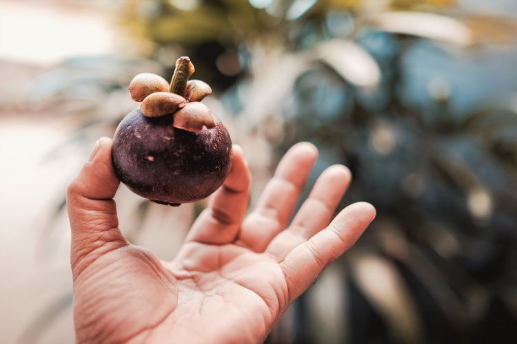 Close-up of cropped hand holding mangosteen