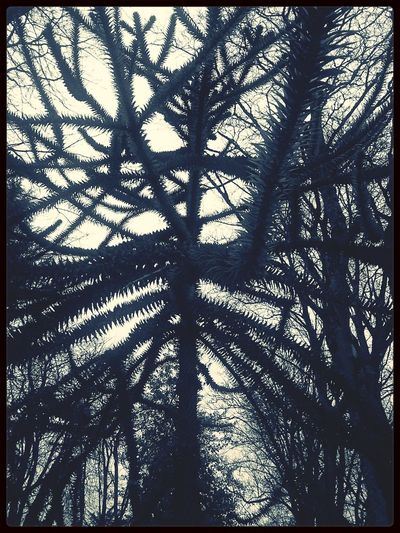 transfer print