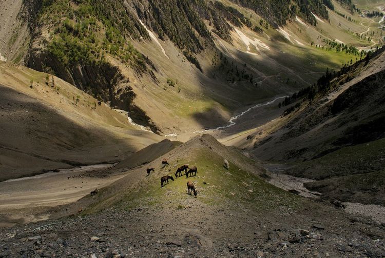 High angle view of donkeys grazing against mountains