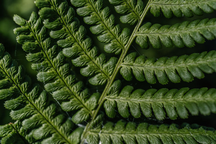 Athyrium filix-femina on a natural green background.