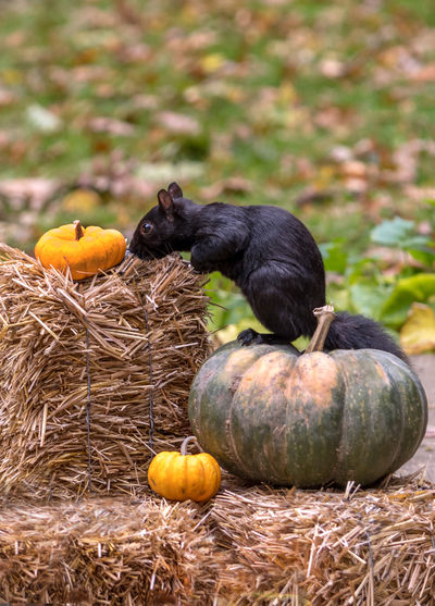 A young black squirrel stands on a big pumpkin to take a closer look at a tiny pumpkin