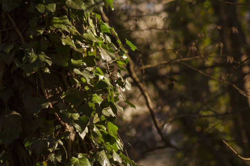 Close-up of plants growing on tree