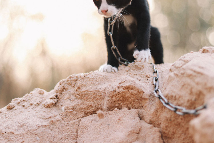Black cat with chain sitting on rock