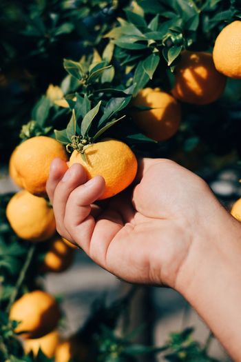 Cropped hand of man holding citrus fruit