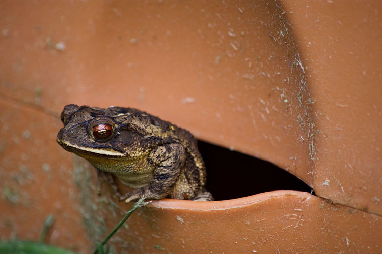 Close-up of frog on wall