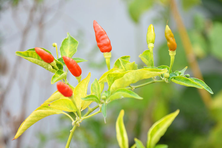 Close-up of red chili peppers plant outdoors
