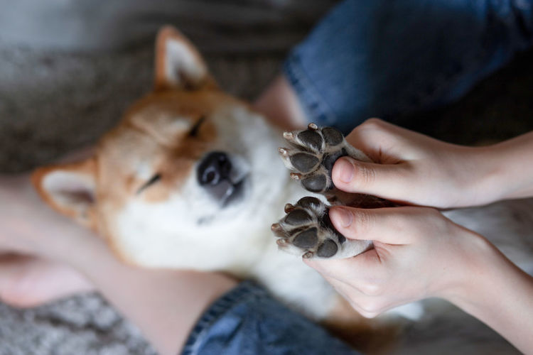 Women's hands hold the paws of a sleeping dog shiba inu. selective focus.