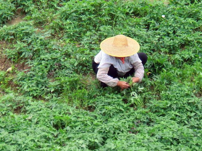 Farmer working on grassy field