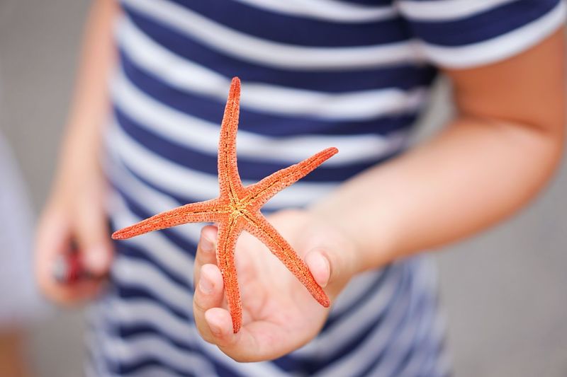 humans holding starfishes