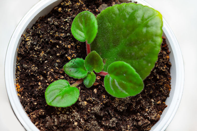 growth