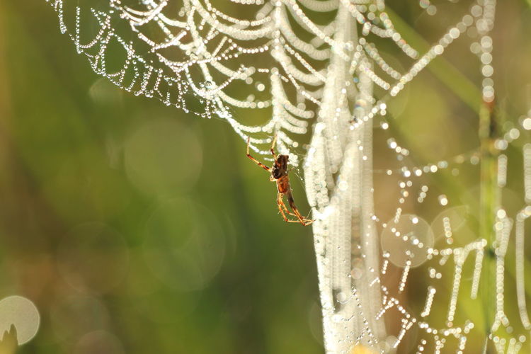 spider web