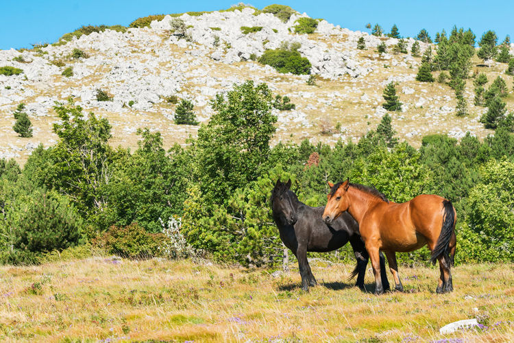 Free horses in the grasslands of the croatian mountains in summer.