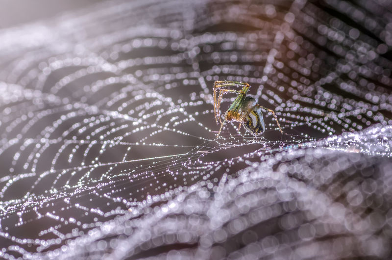 Close-up of spider on wet spider web 