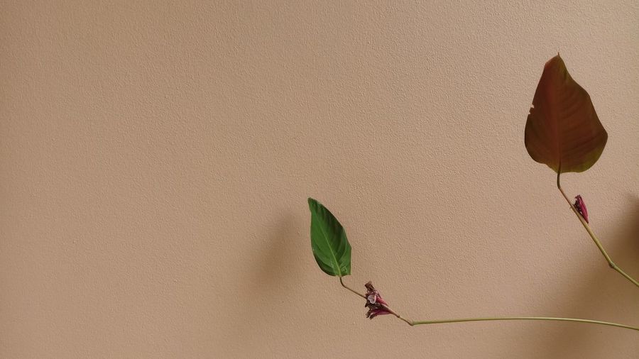 Close-up of plant growing against wall