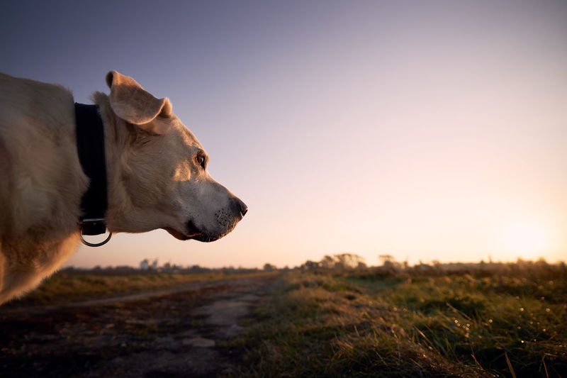 Portrait old dog on footpath. cute labrador retriever looking at sunrise.
