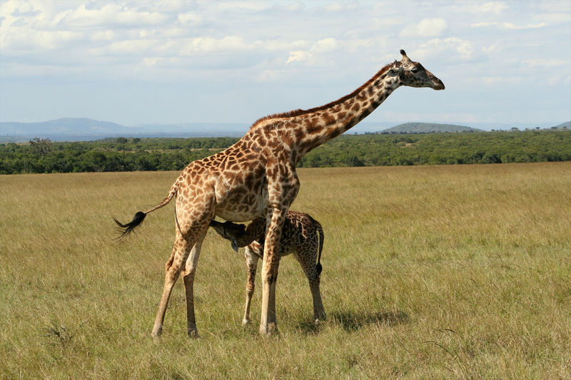 Giraffe feeding calf on grassy field