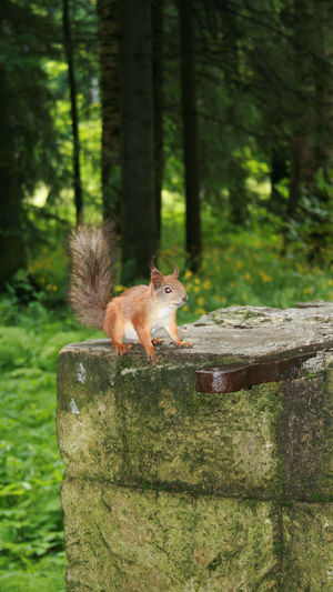 Squirrel on tree trunk in forest