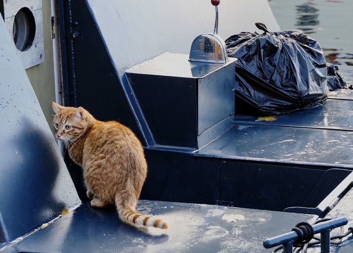 Ginger cat on a blue boat 