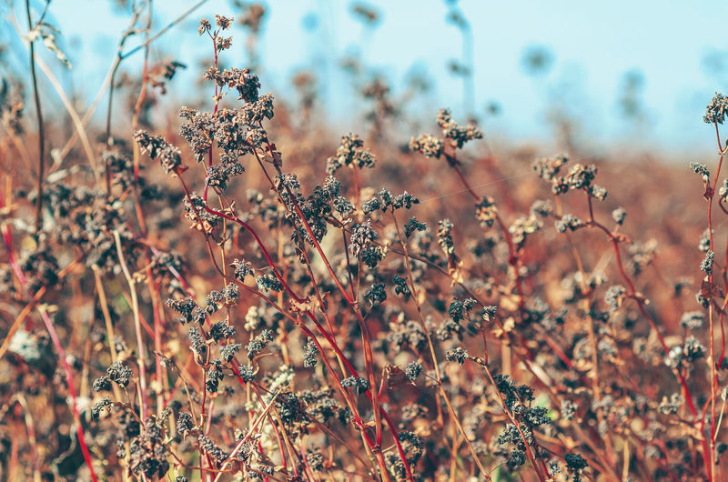 Interesting autumn landscape. dry buckwheat seeds in field. blurred background. selective focus.