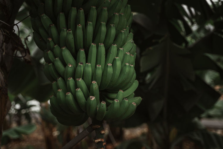 Close-up of banana palm in field