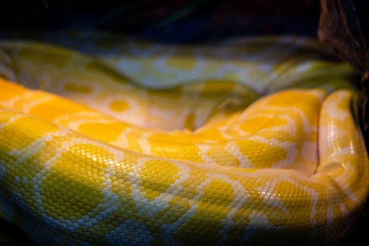 Close-up of yellow snake