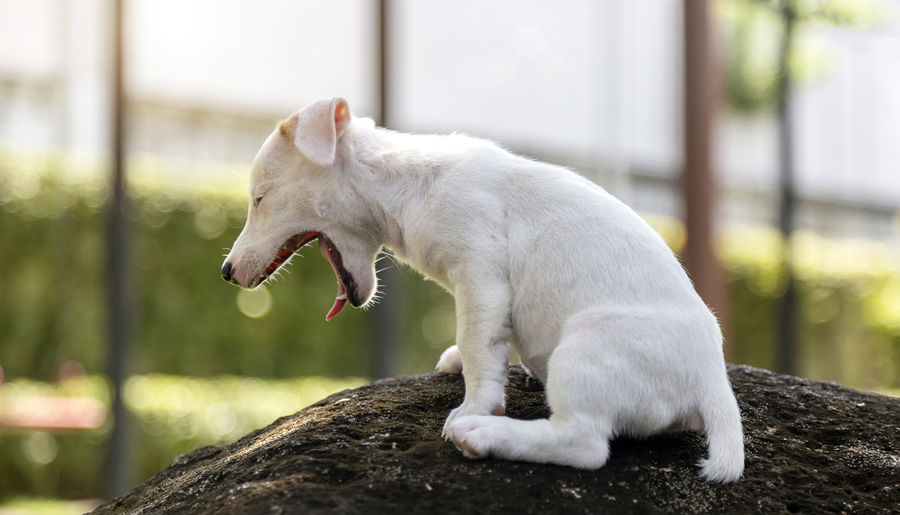 Side view of a white yawning