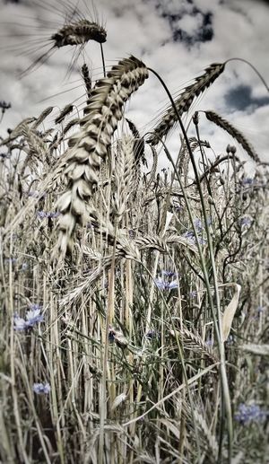 Close-up of plants on field against sky