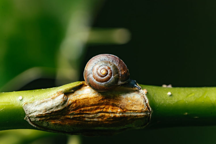 Side angle view of a snail crawling along a green stemmed plant