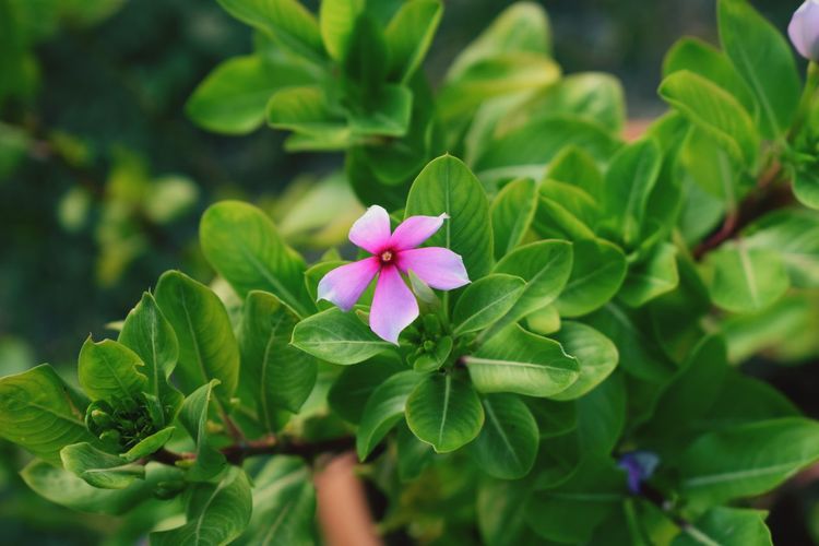 Close-up of pink flower blooming outdoors