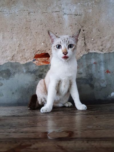 Portrait of cat sitting on floor