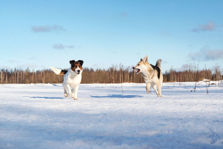 Dogs fighting on snow covered land