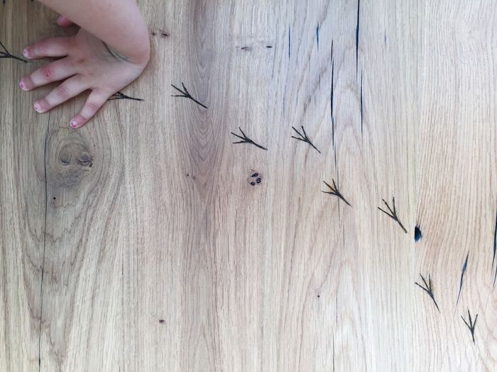 Bird tracks on wooden floor