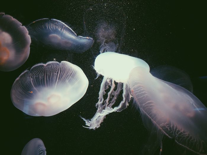 Close-up of jellyfishes swimming in sea
