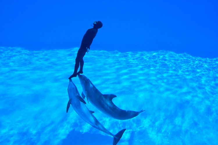 Man and dolphins swimming in sea