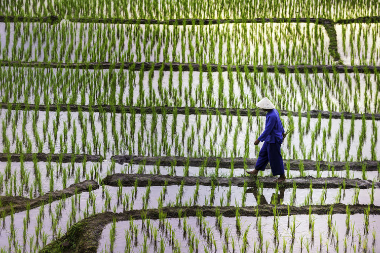 Farmer walking in rice paddy