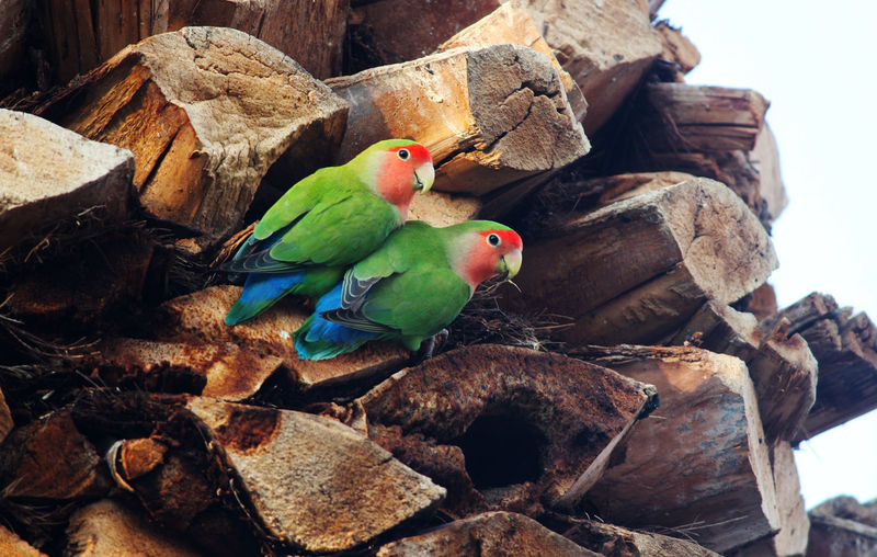 Close-up of parrots perching on logs