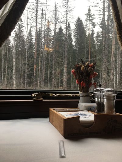 Potted plant on table by window in forest