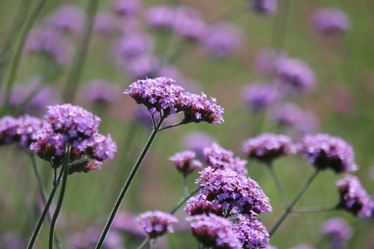 Close-up of purple flowering plants on field