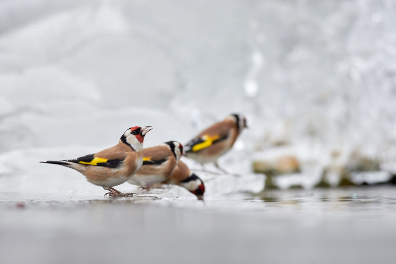 Birds drinking water near lake
