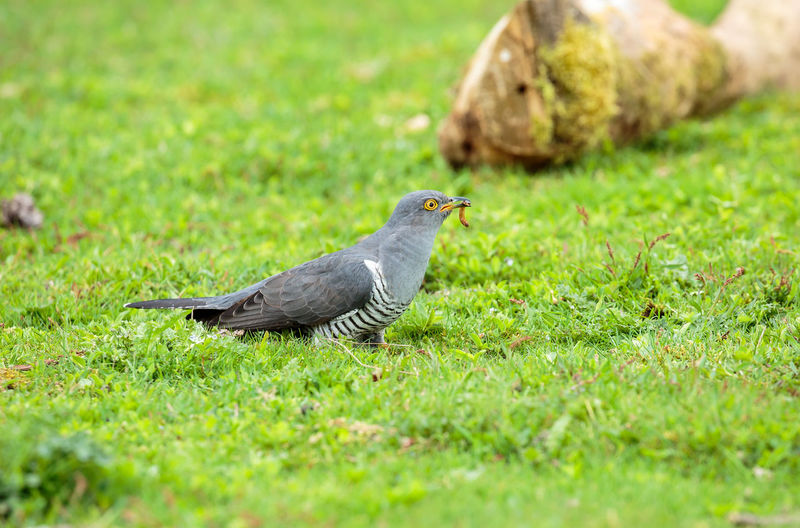 A common cuckoo on the ground